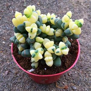 多肉植物彩色鹿角海棠开花多肉阳台绿植稀有肉肉