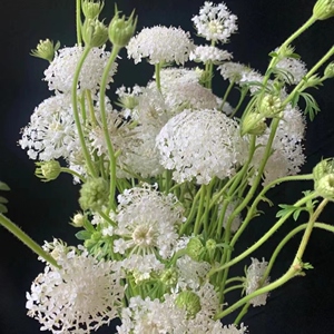 翠珠蓝蕾丝花绣球鲜切花超长花期水养家庭办公花卉插花云南直发