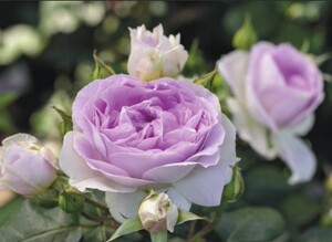 欧月 蓝宝石 月季 德国坦陶 长势强劲