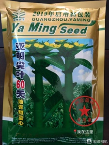400可广州亚明尖叶60天油青甜菜心种子全年可种耐热耐抽薹