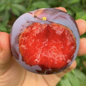 新鲜现摘玫瑰血李子酸甜黑布林大李红肉红心李三华李孕妇水果5斤