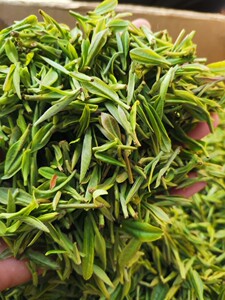 信阳毛尖雨前茶叶