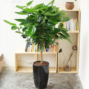 室内大植物盆栽平安树兰屿肉桂客厅办公室高档观叶绿植花卉
