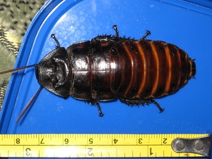 虎纹发声蟑螂 princisia vanwerebecki /5只