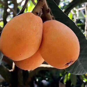 湖南郴州东江湖套袋大红袍新鲜枇杷现摘现发7斤顺丰包邮(已下市)