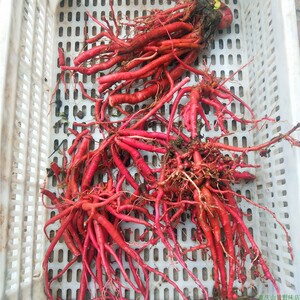 怀牛膝煲汤