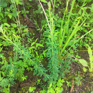 夜关门截叶铁扫帚