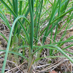 野葱和野蒜的功效图片