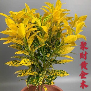 黄金树室内盆栽 好养客厅植物花卉绿植除甲醛招财树四季易活观叶