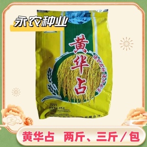 黄华占 高产常规优质水稻种子 长粒香米种种子一季稻种晚稻种子