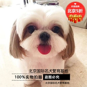 西施犬活体幼犬家养小型玩赏犬韩国白色卷毛比熊宠物狗狗出售京巴