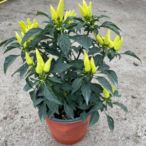 【指天椒苗带果】指天椒苗带果品牌,价格 - 阿里巴巴