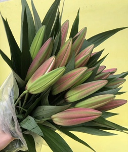 【罗宾百合】鲜花斋云南昆明斗南花市冷链直发520鲜花多头a级10支