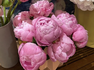 鲜花斋【玉芙蓉芍药】云南昆明斗南花市冷链直发10支