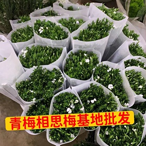 相思梅鲜花青梅云南昆明斗南基地直发鲜切花束客厅水养插花