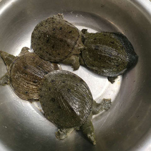 00t_1508562184164_0183淘宝水蛭中药材蚂蟥 马鳖 马蛭 蚂鳖 蚂蝗新