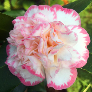 白衣大皇冠又名宽彩带茶花苗名贵四季绿植花卉阳台客厅庭院盆栽