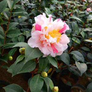 茶花盆栽香太阳