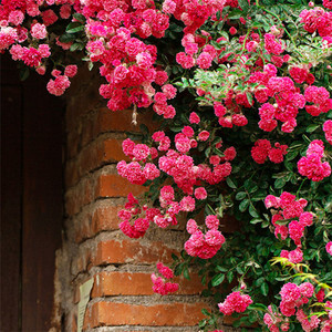 梅郎珍珠爬藤藤本月季扦插花苗蔷薇庭院爬墙攀援植物