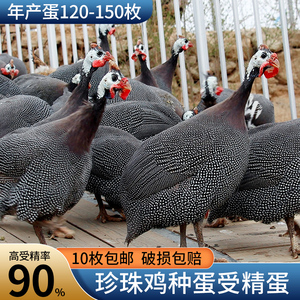 珍珠鸡种蛋受精蛋可孵化农家高产珍禽新鲜受精蛋食用生鲜蛋10包邮