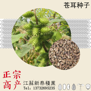 苍耳子种子