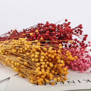 【相思豆】云南昆明干花相思豆客厅装饰插花永生花相思豆干花拍摄