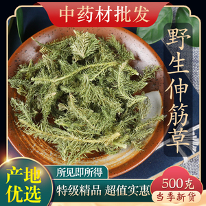 马尾伸筋草