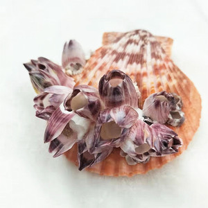 满额包邮天然贝壳海螺藤壶扇贝寄生贝壳鱼缸造景装饰8-10厘米