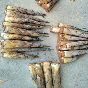 tb5435091_2012淘宝福建甜笋顺丰雷笋新鲜现挖春笋福建鲜竹笋雷公笋