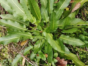 野酸模 野菠菜,山大黄,当药,山羊蹄,酸母,南连苗野酸模