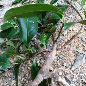 小血藤  钻骨风,八仙草血糊腾钻石风滑藤爬岩香血藤根苗2棵