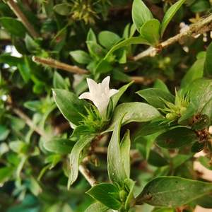 亳州市仁和堂药业淘宝中药材正品新货六月雪 白马骨 满天星 500克