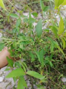 百分百_靓靓女人坊淘宝中草药植物 红木耳血苋汉宫秋 一口红 青草药