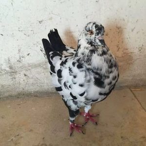 元宝鸽子特大种鸽青年鸽纯种活体观赏鸽一对巨型公斤鸽包邮肉信鸽