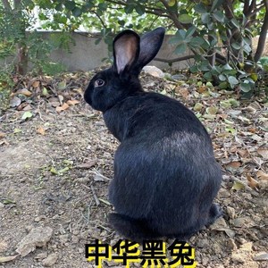 中华黑兔长多大图片