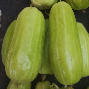 一窝猴脆瓜