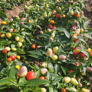 五彩椒种植方法图片