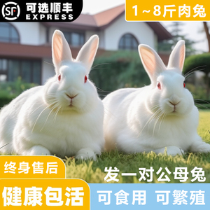 兔子活物肉兔种兔新西兰小白兔公母一对巨型家养成年大兔子活体