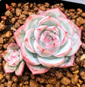 加勒比海蓝 韩版冰淇淋 贵货多肉植物叶片叶插 多肉叶片 满49包邮