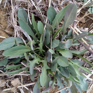 苦苦菜野生新鲜