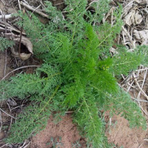 米米蒿新鲜纯野生野菜播娘蒿水饺馅现挖绵绵蒿柳蒿芽5斤顺丰包邮