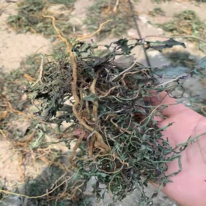 干苦菜根农家自晒纯野生整颗苦卖菜苦碟菜中药材自然晒干250g包邮