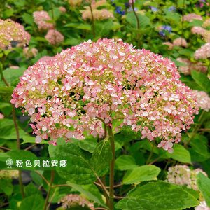 乔木绣球粉色贝拉安娜八仙花多年生阳台庭院花园观花植物1加仑盆