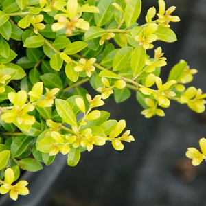 金宝石冬青花园庭院别墅园林景观绿化造景四季常绿彩色观叶花灌木