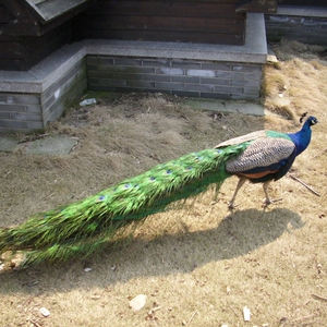 蓝孔雀苗活物公母一对大型观赏小鸟幼崽宠物活体可孵化种蛋受精蛋