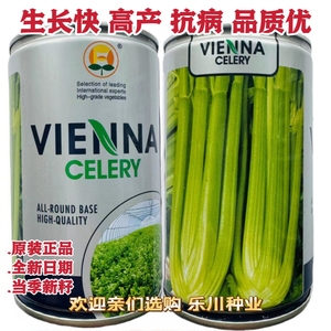 文图拉芹菜种子天津博青四季西芹蔬菜种子优质高产芹菜西芹种籽孑