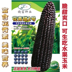 晓富花青甜2号黑色甜玉米种子富含花青素生吃脆甜水果玉米种籽孑