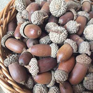 榛子天然大橡果zakka摄影道具背景森林系干花干果材料拍摄道具