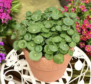 小叶铜钱草-淘宝拼多多热销小叶铜钱草货源拿货 - 阿里巴巴货源