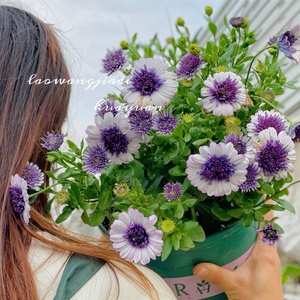 重瓣蓝目菊盆栽 南非万寿菊蓝莓冰摇带花阳台庭院花期长喜阳好养